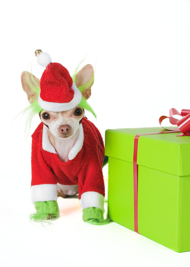 Dogster’s Advice on Best Gifts for Dog Lovers – Dogster