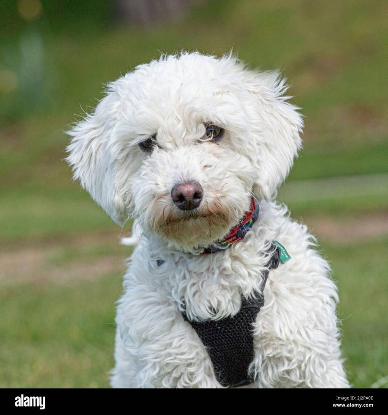 How to Groom a Maltipoo – Dogster