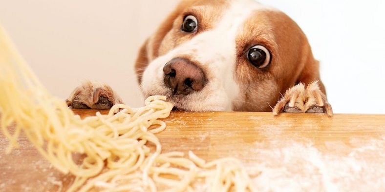 Human-Grade Dog Food Leads to Less Poop, Maybe Not Better Nutrition