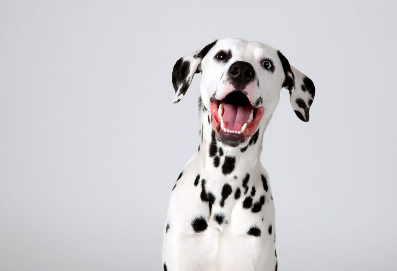 The Dalmatian – Dogster
