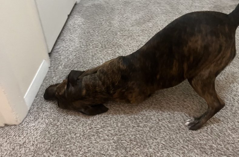 Why Do Dogs Rub Their Faces on the Ground? – Dogster