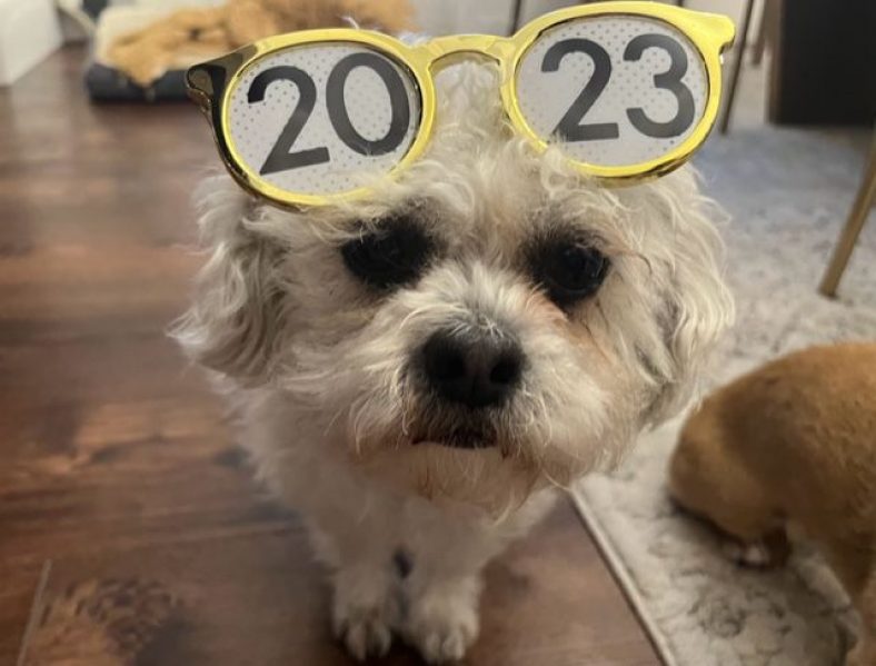 January 2023 Dog Events and Dog Holidays – Dogster