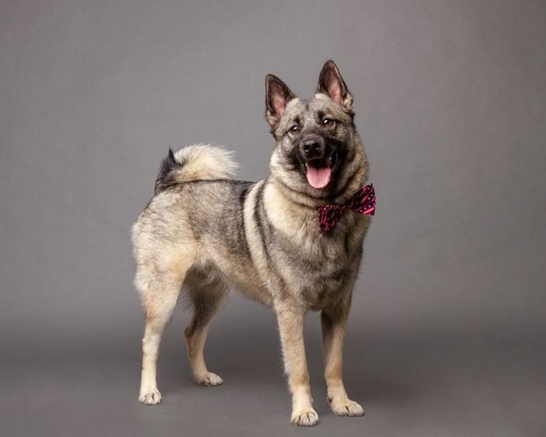 Meet the Brave Norwegian Elkhound – Dogster