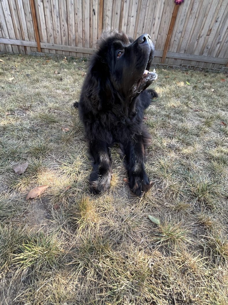 How to Teach Your Dog to Play Dead – Dogster