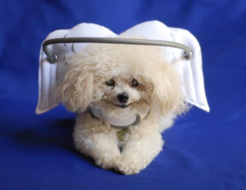 The Best Dog Harness for Your Blind Dog – Dogster