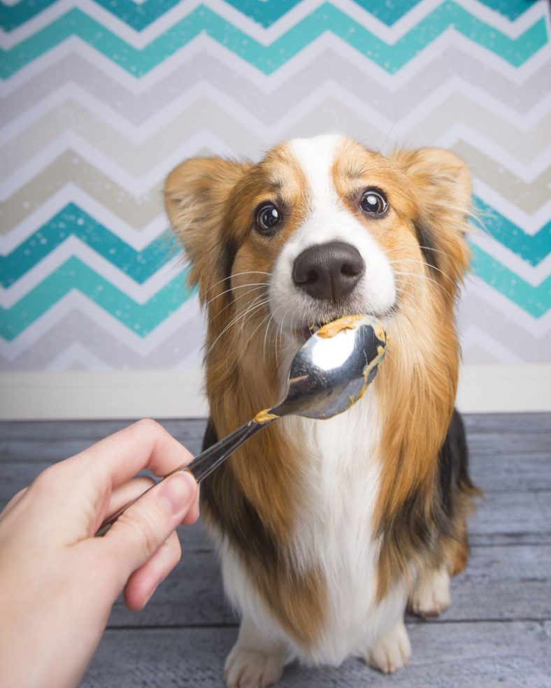 Is Peanut Butter Good for Dogs? – Dogster