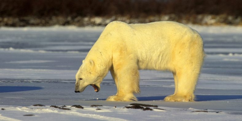 A Remote Village in Alaska Is Mourning After a Rare Polar-Bear Attack