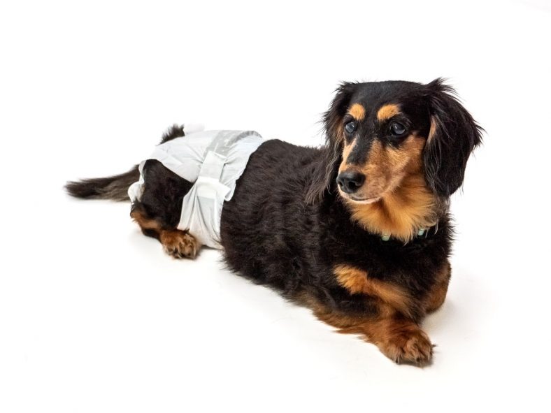 What Are the Best Dog Diapers? – Dogster