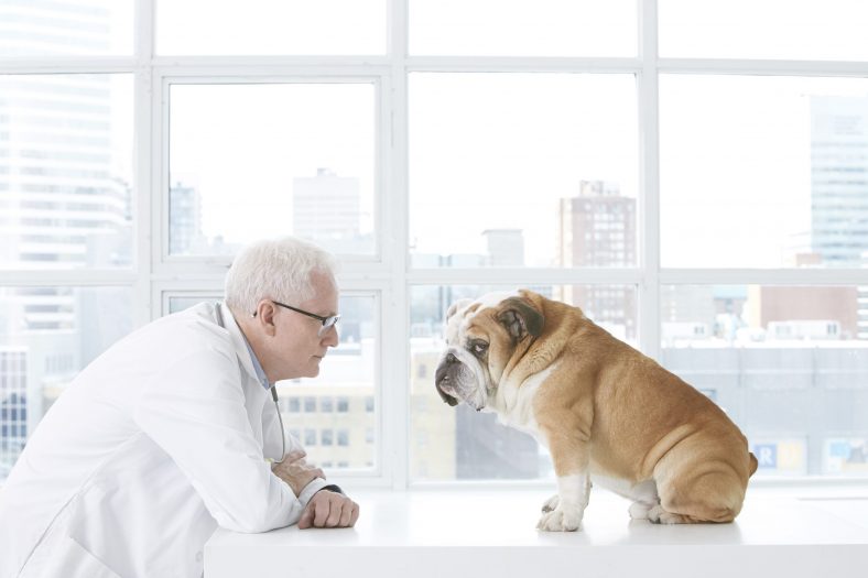 Top 5 Popular Prescription Medications to Treat Anxiety in Dogs – Dogster