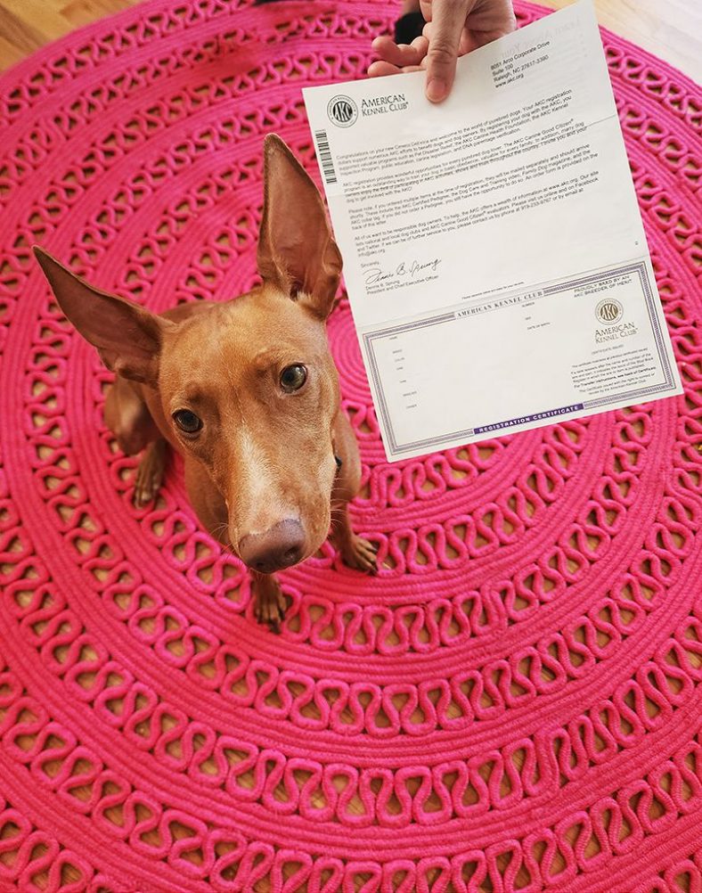 What Are Dog Registration Papers? – Dogster