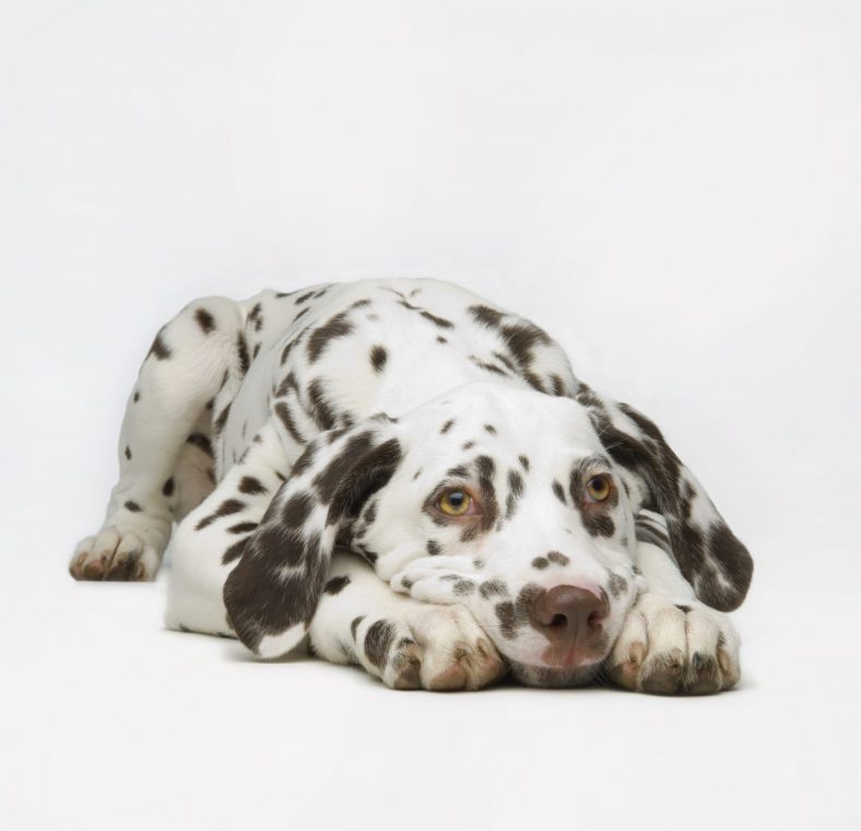 How Long Can a Puppy Be Left Alone? – Dogster