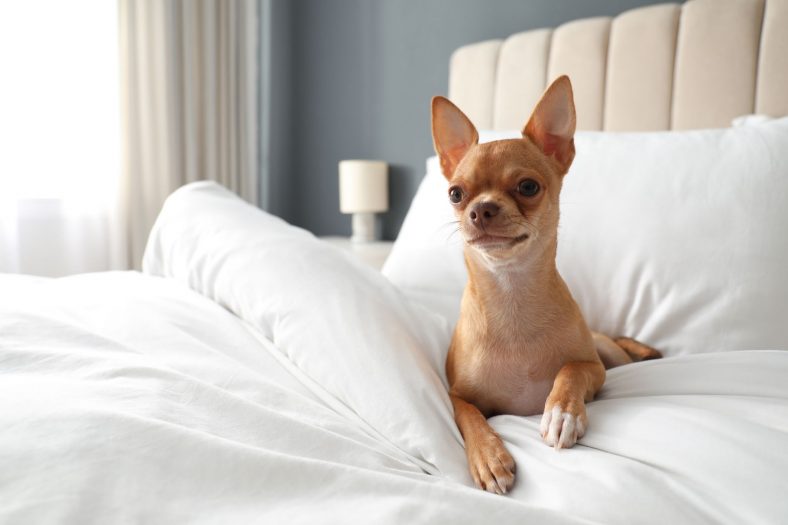 Best Dog-Friendly Hotel Chains – Dogster