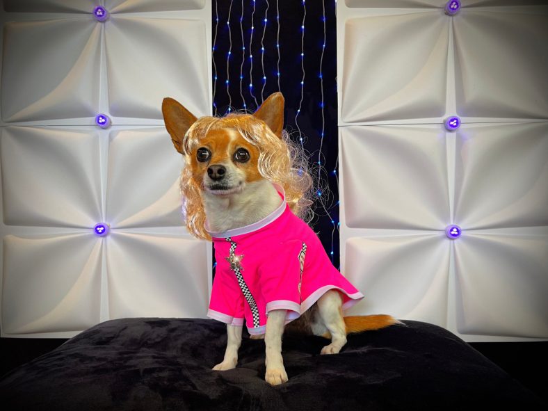 Dog Instagram Celebrity RuPawl’s Droolworthy New Dog Clothing Line – Dogster
