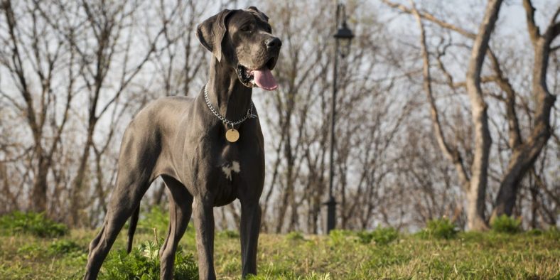 American Airlines Passenger Paid for 3 Seats to Fly With Great Dane Dog