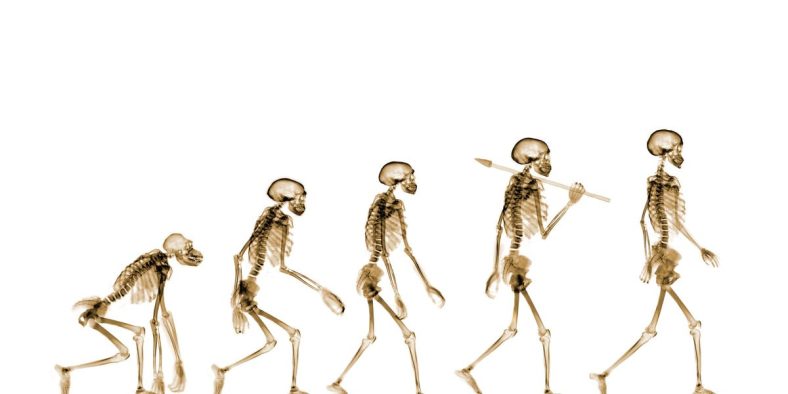 Ancient Ape Skull Suggests Human Origins May Lie in Europe, Not Africa