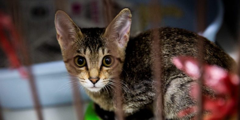 Pet Insurance for Cats and Kittens