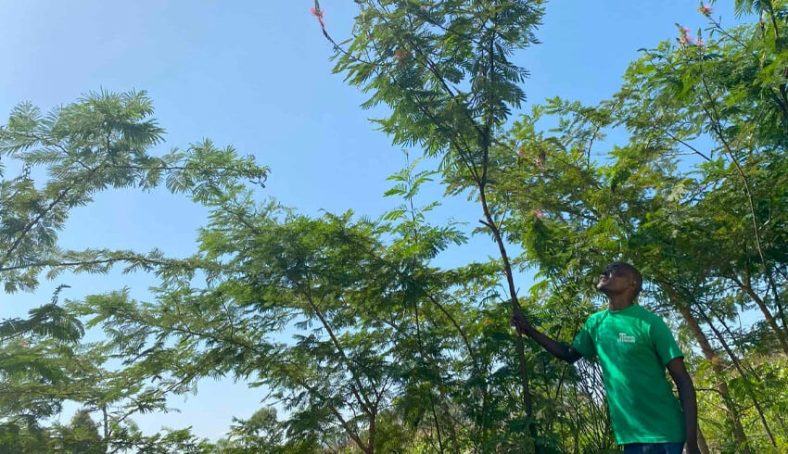 Trees For The Future: One Farmer’s Story