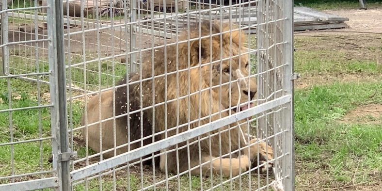 A Lion Prowled the Streets of an Italian Village for Hours