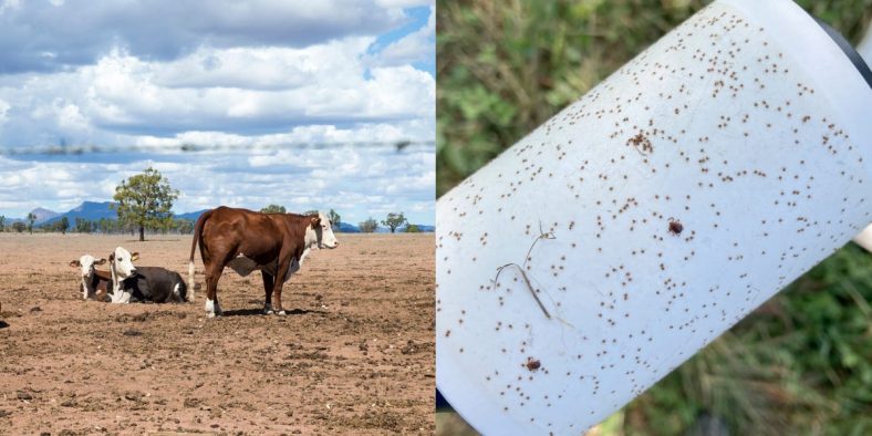 Asian Longhorned Ticks Killed Cattle in Ohio, Are Spreading in the US