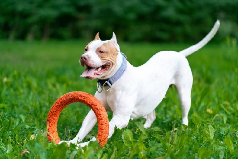 10 Best Dog Toys for Pit Bulls in 2024