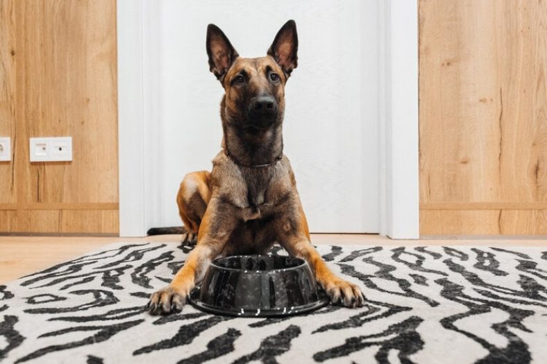 11 Best Dog Foods for Belgian Malinois in 2024