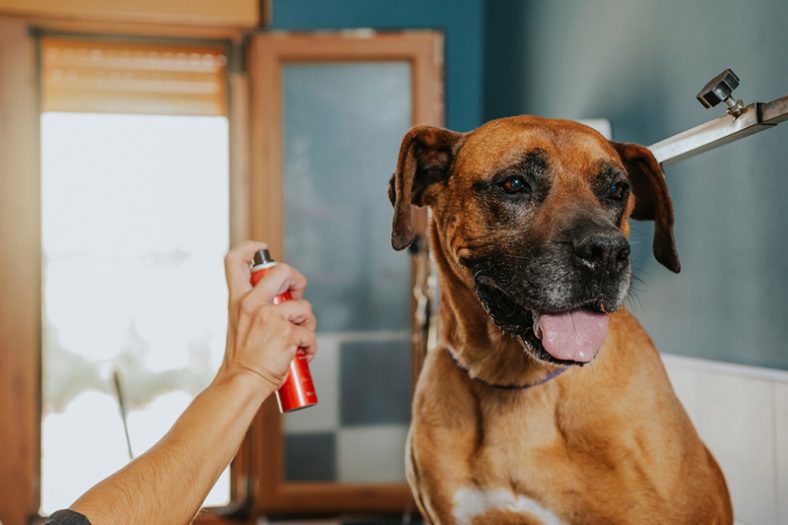10 Best Dog Deodorizing Sprays in 2024 – Reviews & Top Picks – Dogster