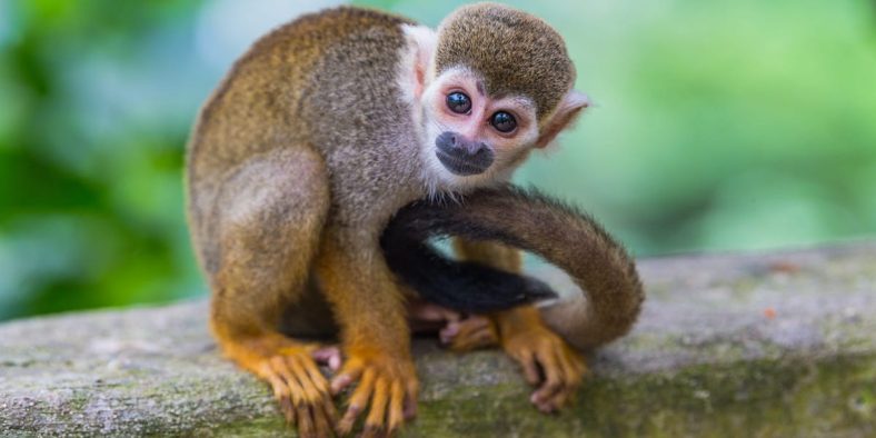 You Can Buy an Endangered Monkey on Facebook in 20 Minutes