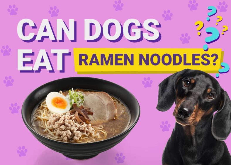 Can Dogs Eat Ramen Noodles? Vet Approved Facts – Dogster