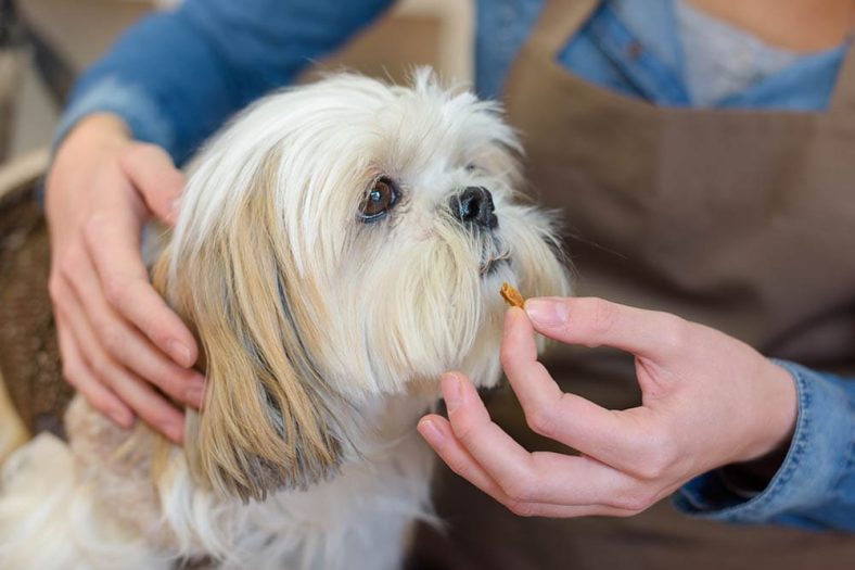 12 Best Joint Supplements for Dogs in 2024