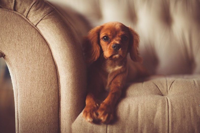 7 Best Couch Materials & Fabrics for Dogs (With Pictures) – Dogster