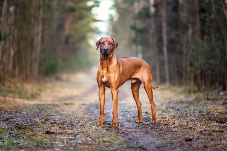 How Big Do Rhodesian Ridgebacks Get? Size, Diet & Measuring Guide – Dogster