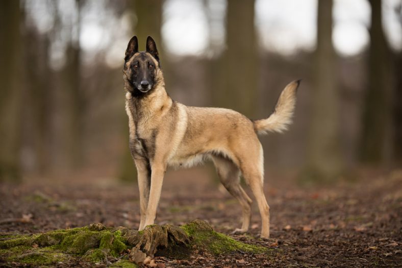 How Big Does a Belgian Malinois Get (With Growth & Weight Chart) – Dogster