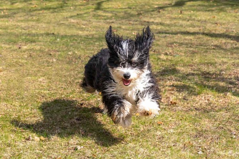 Why Is My Puppy So Hyper? 9 Common Reasons – Dogster