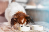 Why Doesn’t My Dog Chew His Food? Vet-Reviewed Facts & FAQ – Dogster