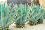 Can Dogs Eat Agave? Vet-Reviewed Facts & FAQ – Dogster