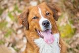 Labernard (St Bernard Lab Mixed Dog Breed) Info, Pictures, Care & More – Dogster