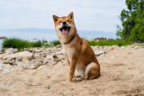 How Big Will My Shiba Inu Get? (Growth & Weight Chart) – Dogster